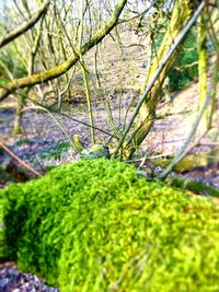 Moss growing on tree trunk