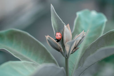 Close-up of ladybug on leaf