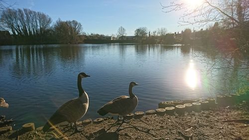 Swans on lake against sky