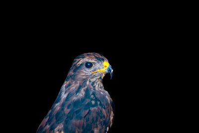 Close-up of a bird over black background