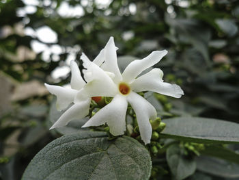 Close-up of flower blooming outdoors