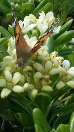 Close-up of white flowers