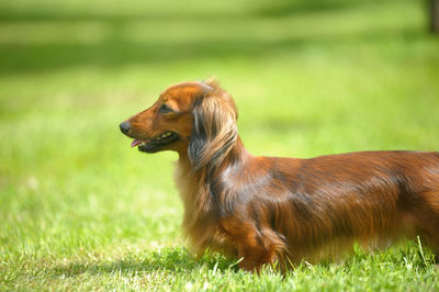 Side view of a dog on field