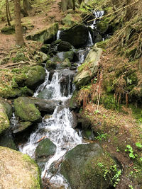 Stream flowing through forest