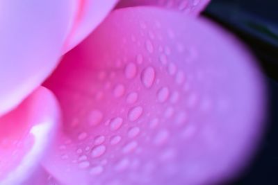 Close-up of pink flower