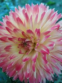 Close-up of pink flower