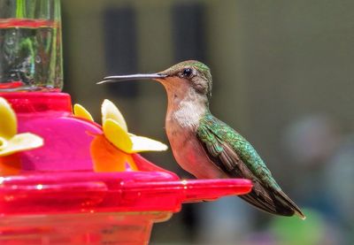 Close-up of hummingbird perching on feeder