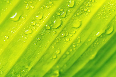Macro closeup of beautiful fresh banana leaf with drop of water nature background.