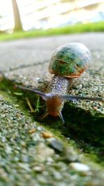 Close-up of snail