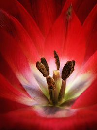 Macro shot of hibiscus flower