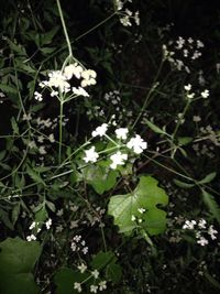 Close-up of white flowers blooming outdoors