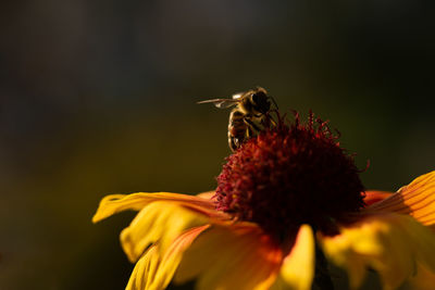 Close-up of bee pollinating on flower