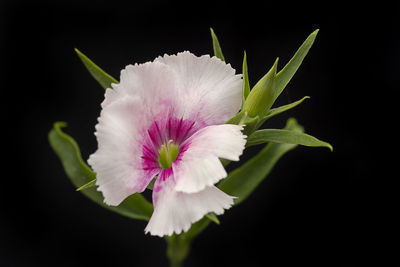 Close-up of pink flower against black background