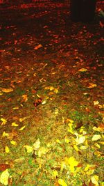 Autumnal leaves on field