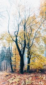 Bare tree by plants during autumn