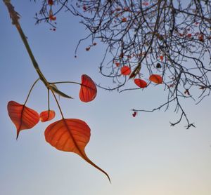 Low angle view of orange lanterns hanging on tree against sky