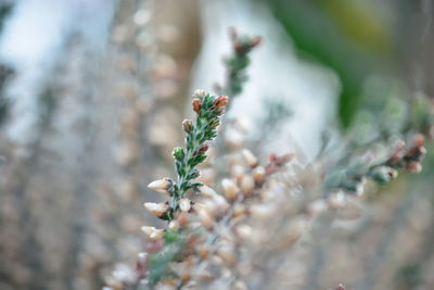 Close-up of flowering plant on field