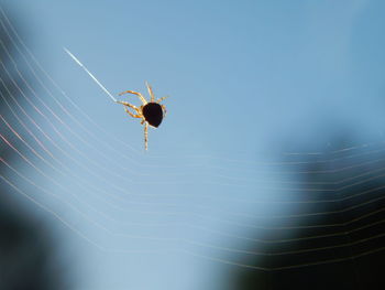 Close-up of spider on web