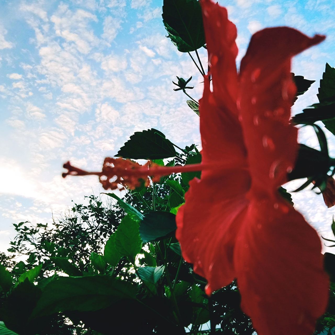 CLOSE-UP OF RED HIBISCUS AGAINST SKY