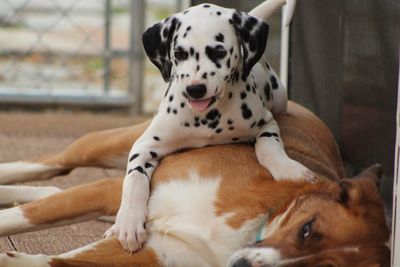 Close-up of dogs relaxing outdoors