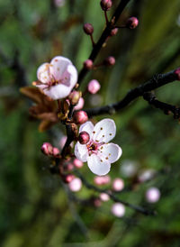 Close-up of white flowers blooming on tree