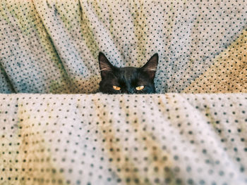 Portrait of black cat sitting on bed