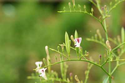 Close-up of pink flowering plant
