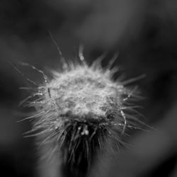 Close-up of dandelion flower