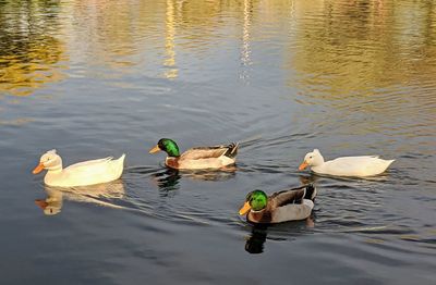 High angle view of ducks swimming in lake