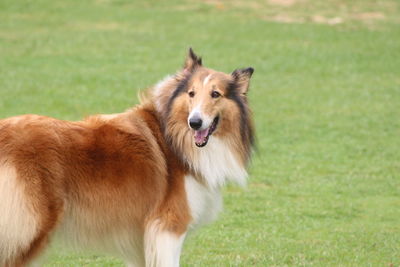 Dog running on field