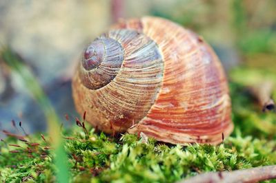 Close-up of snail on grass