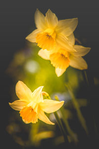 Close-up of yellow flowering plant