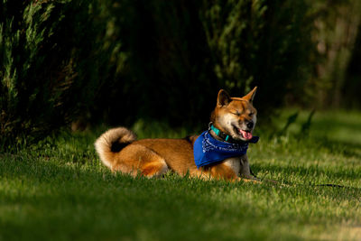 Dog looking away on field