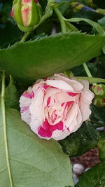 Close-up of pink flower