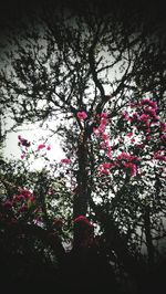 Close-up of tree against sky