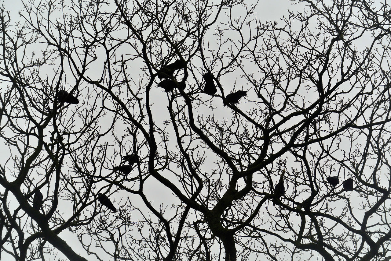 LOW ANGLE VIEW OF BIRD PERCHING ON BARE TREE AGAINST SKY