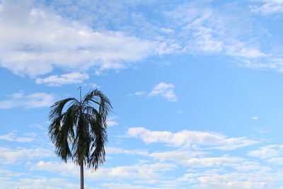 Low angle view of plant against sky