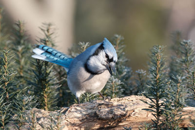 Close-up of a bird perching on pine tree