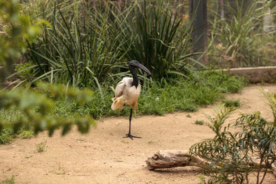 Ibis perching on field