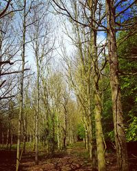 Trees in forest against sky