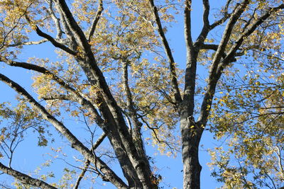 Low angle view of trees against sky