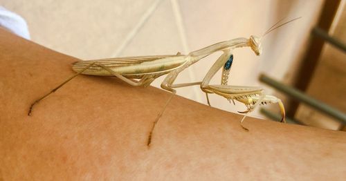 Close-up of insect on wall