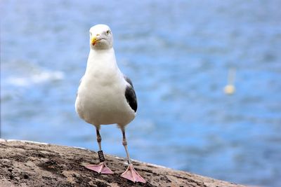 Close-up of seagull outdoors