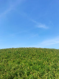 Scenic view of agricultural field against blue sky