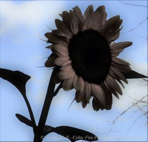 Close-up of sunflower against sky