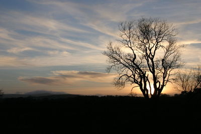 Silhouette tree against sky during sunset