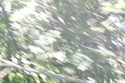 Low angle view of trees