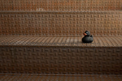 Bird perching on brick wall