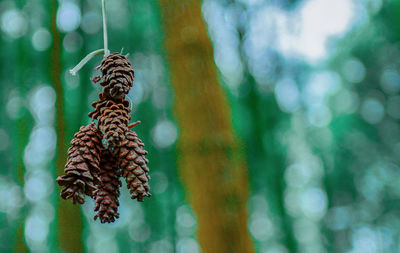 Hanging pinecone in the middle of forest