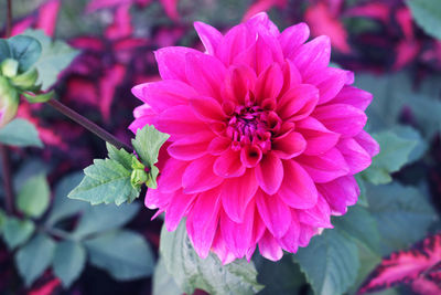 Close-up of pink dahlia flower